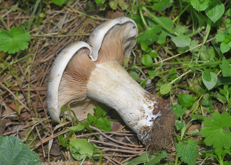 Lepista panaeolus